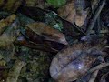 Bloody leeches of Taman Negara Bloody leeches of Taman Negara