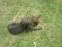 Mowgli digs a hole and finds a tunnel