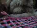 videos de Chapter 2: The Birth of the Maltipoo Puppies