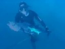 Adreno Spearfishing Supplies