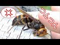 YouTube 動画ポップアップ再生