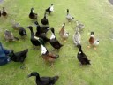 Lake Taupo ducks