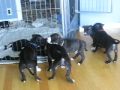 Pitbull Puppies  *Noisy*