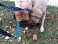 Dogz of Redroverdogz