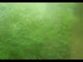noisekick - terreur boven alles - homemade dance clip