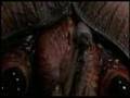End of all Hope - Starship Troopers