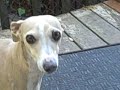 Does your Italian greyhound beg for food???