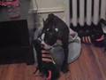 The Boss dominates my shoe.. 