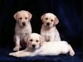 Cute Puppies