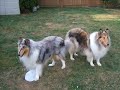 My Collies