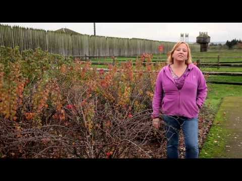 how to fertilize currants