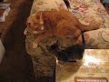 The Tail Toy