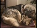malamute e gattina siamese malamute e gattina siamese