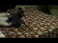 Princeton the Italian Greyhound