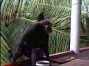 Monkeys on our balcony