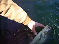 Trout Laker at Quabbin