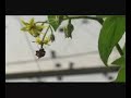 Bumblebee Buzz Polination - Science