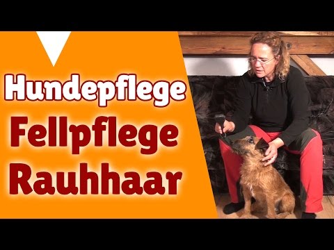 Hunde: Fellpflege Hund Kurzhaar / Rauhhaar