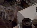 Daily Coyote - Charlie Eating with Eli