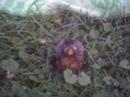 baby bird baby bird