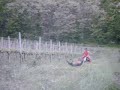 traino pittarello traino pittarello