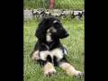 videos de Calamus Show Must Go On