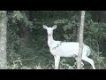 Albino Whitetail Deer Albino Whitetail Deer