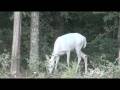 Albino Whitetail Deer