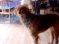 Airedale terriers beeing.. well just airedales Airedale terriers beeing.. well just airedales