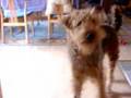Airedale