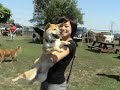 Year in Review (Shiba Inu)