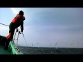 モンスターサワラのトリヤマ発見:初島沖2011.04.15