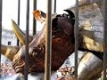 La Peque�a Gigante y el Rinoceronte