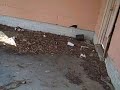 2906 Shelia Dr