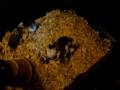 Afican soft furred video part two