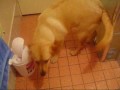 My Labrador puppy playing