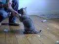 norwegian elkhound
