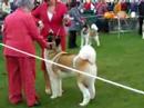 Danti`s Living Legend by Stecal...Mason at Southern Counties Championship Show