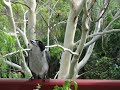 Butcherbird (butcher bird) chick being fed by it's father