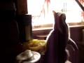 ruby(cat) playing with  pixi stick