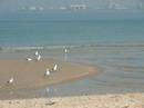 Catherine Clover - Sketch #06 Silver Gulls Pt Melbourne beach