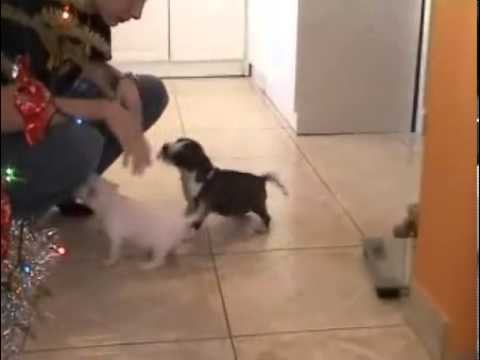 MINIATURE BULL TERRIER FEMALE