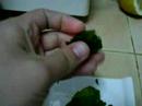folhas de coentro feitas com agar agar folhas de coentro feitas com agar agar