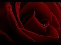 Srebrna Krila - O Ana