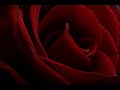 Srebrna Krila - O Ana