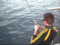 Cobia Fishing