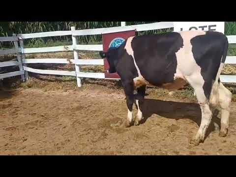 LOTE 54