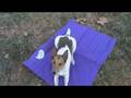 videos de CU: Snap demos relaxing on mat and off-switch game