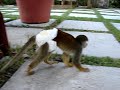 女性にアタックするリスザルのサムネイル1