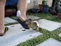 女性にアタックするリスザルのサムネイル2